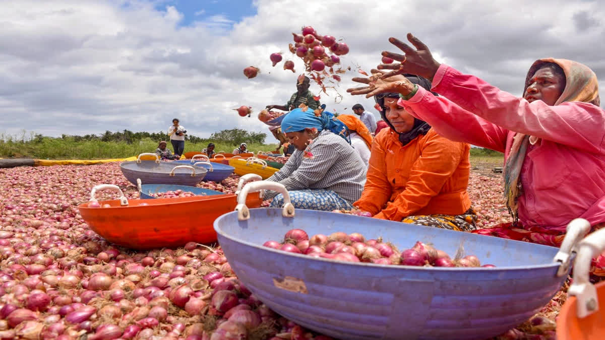 Mixed Reactions To Central Government's Decision Removing Export Duty On Onions