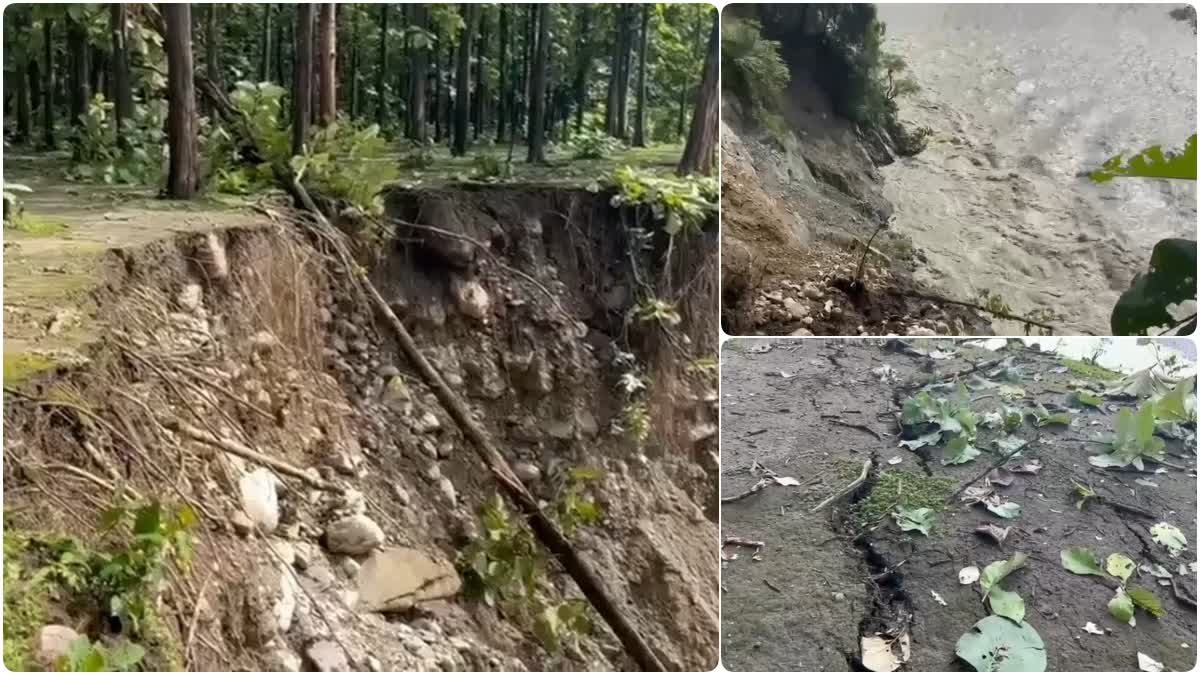 Trees washed away in Kosi river