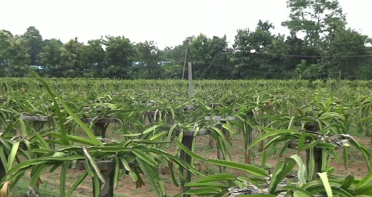 DRAGON FRUIT