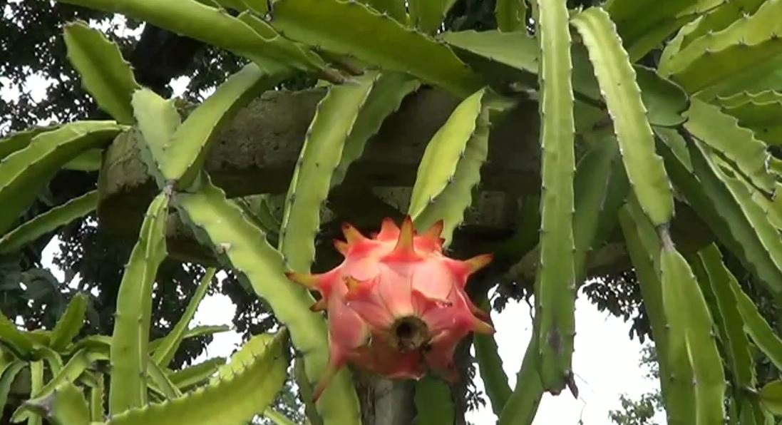 DRAGON FRUIT