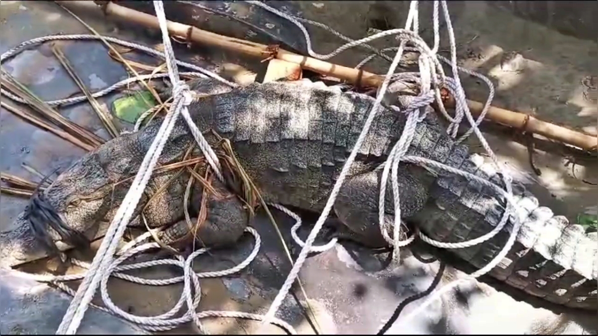 Crocodile in Bagaha