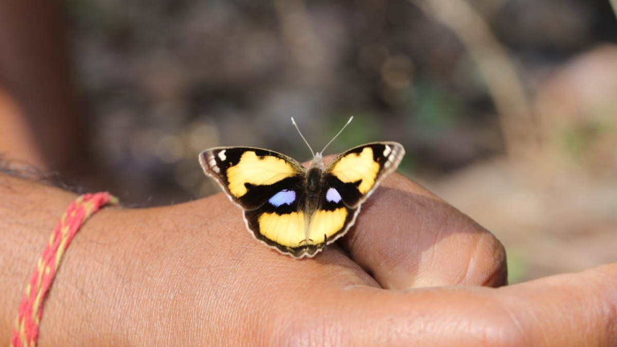 DIVERSITY OF BUTTERFLY HABITATS