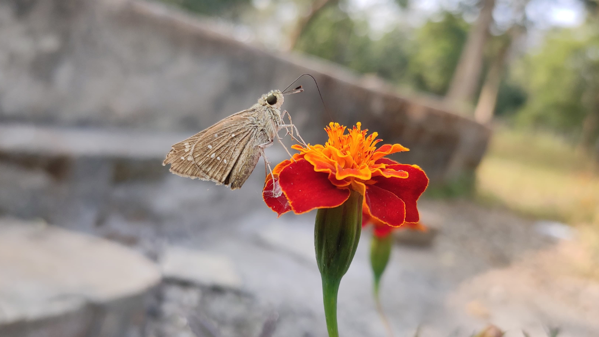 BHORAMDEV WILDLIFE SANCTUARY