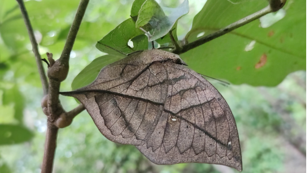 BUTTERFLY CONFERENCE 2024