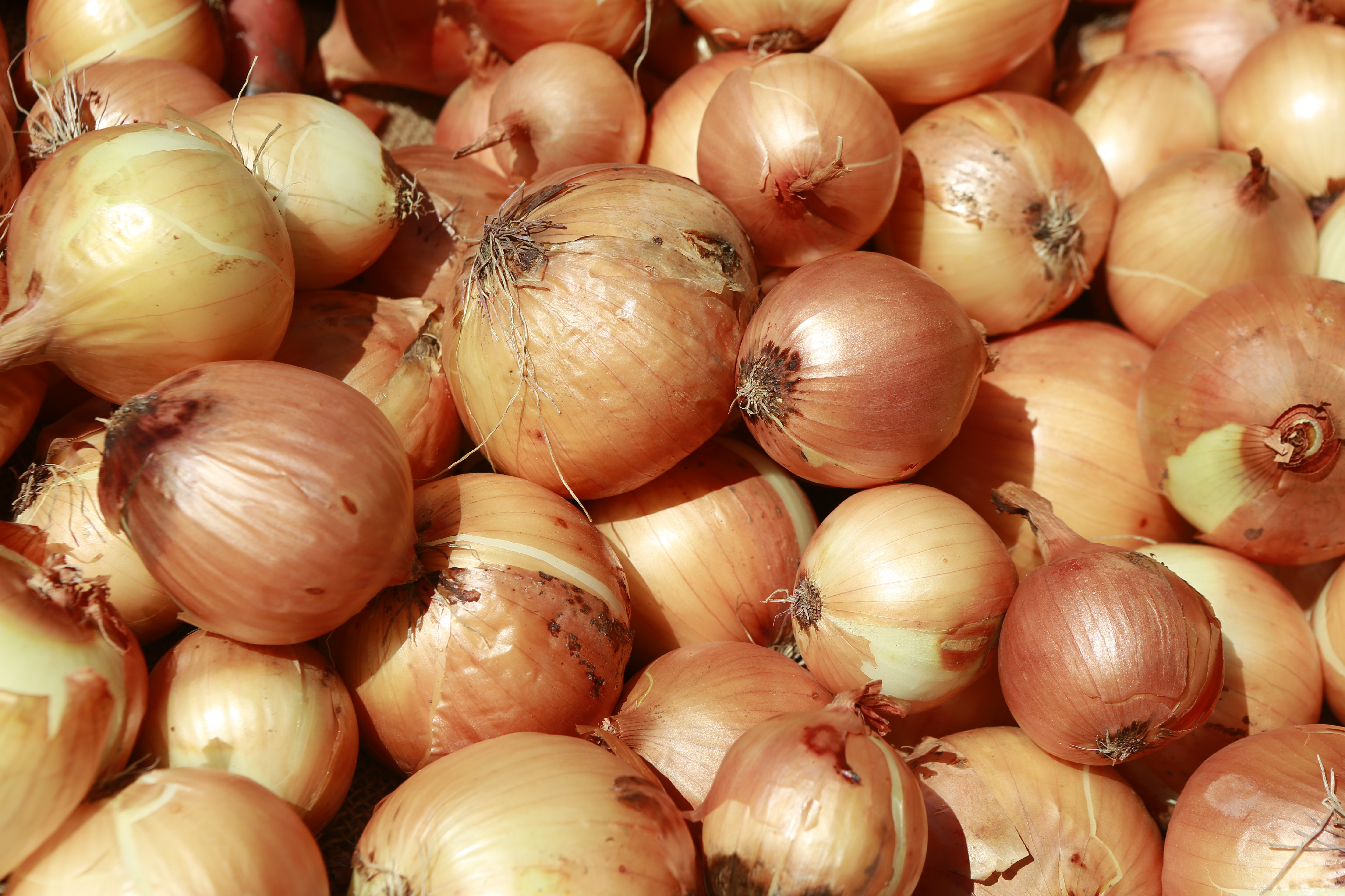 ONION PRICES DROP