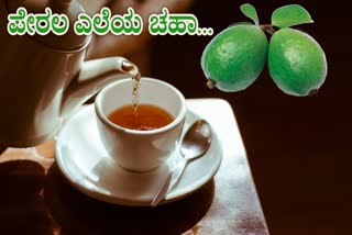 HEALTH BENEFITS OF GUAVA LEAF TEA  GUAVA LEAVES TEA BENEFITS  GUAVA USES AND SIDE EFFECTS  GUAVA LEAF TEA NUTRITION AND RISKS