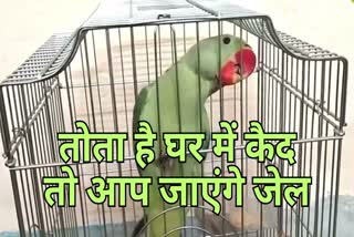 Jail for capturing birds like Parrot