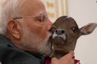 PM Narendra Modi Welcomes Calf