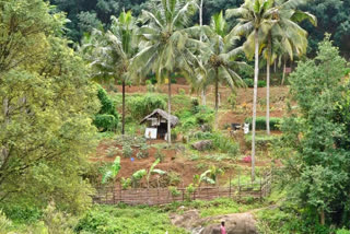 From Murder Convicts To Farmers: Kerala Prison Inmates Reap Harvest For Onam