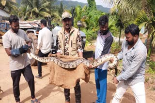 ಹೆಬ್ಬಾವು ಸೆರೆ