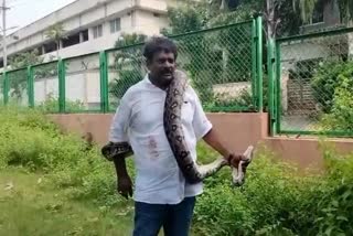 feet_python_in_visakha