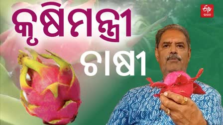 DEPUTY CM CULTIVATING DRAGON FRUIT