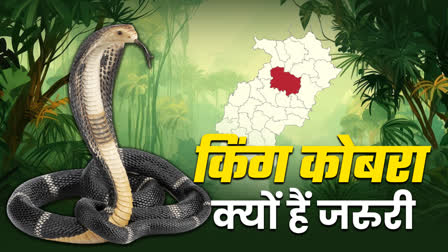 KING COBRAS IMPORTANT FOR ENVIRONMENT