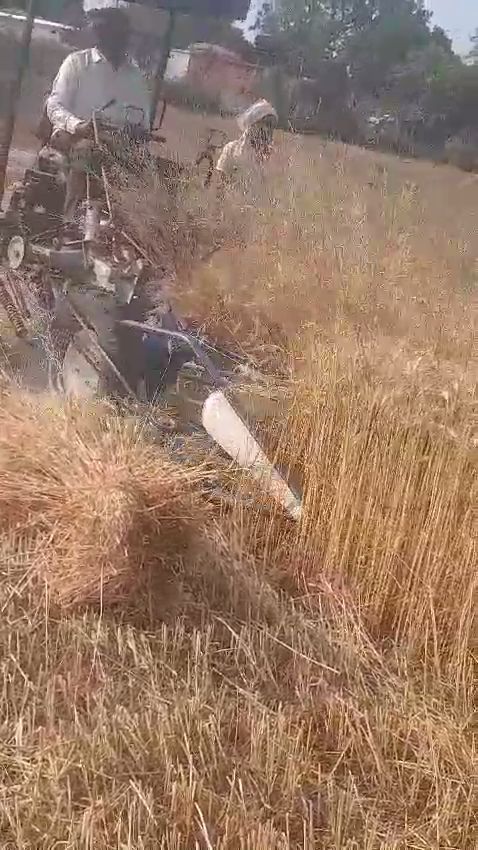 reapers used in wheat harvesting