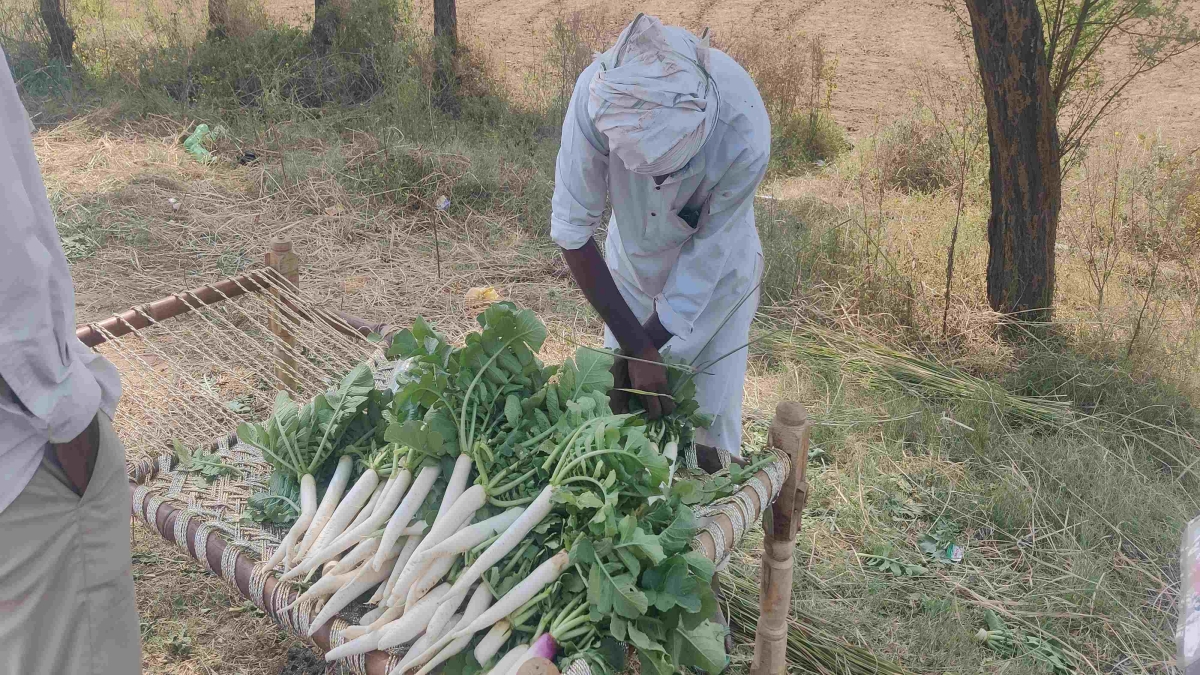Farmers benefit from radish cultivation