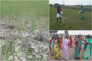 Farmers request to govt save samba crops