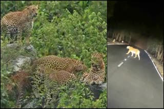 5 leopard sighting together in Bandipur forest