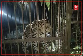 Leopard Caged at Philobari in Tinsukia