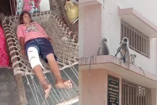 Sabarkantha Monkey Attack