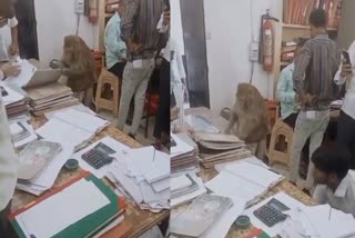 फाइले चैक करते बंदर का वीडियो