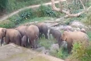 Elephants Fear In Ambikapur