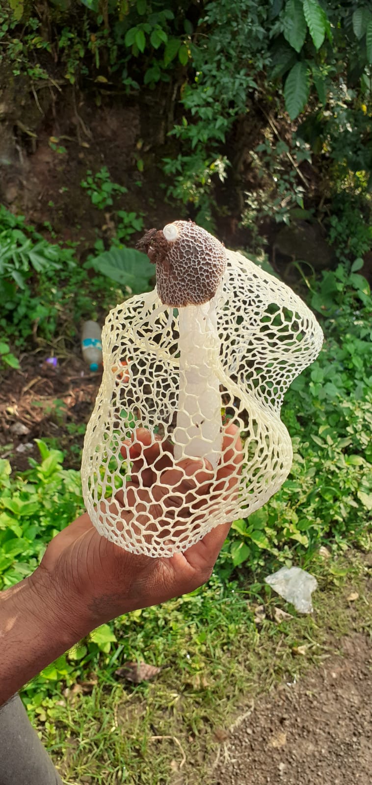 A strange mushroom found in Chikkamgaluru