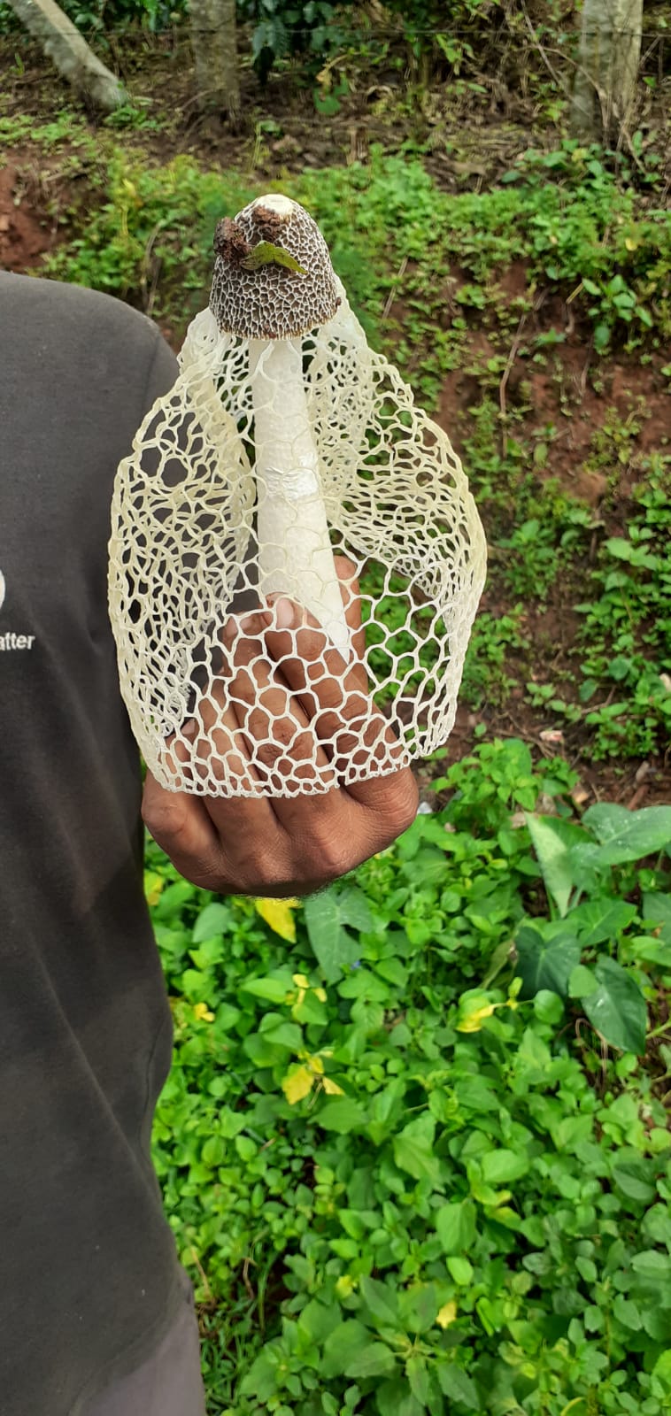 A strange mushroom found in Chikkamgaluru