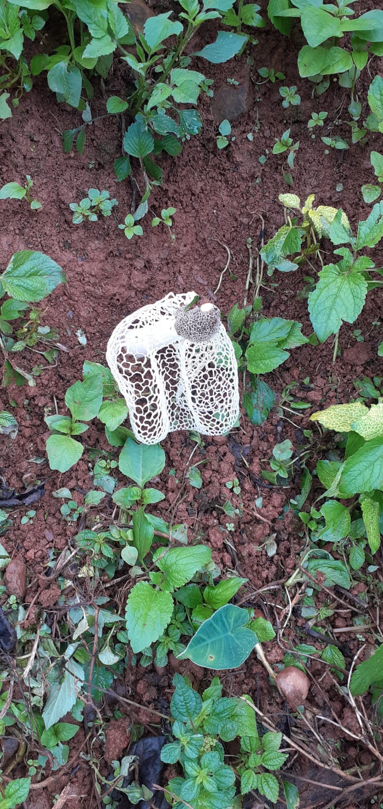 A strange mushroom found in Chikkamgaluru