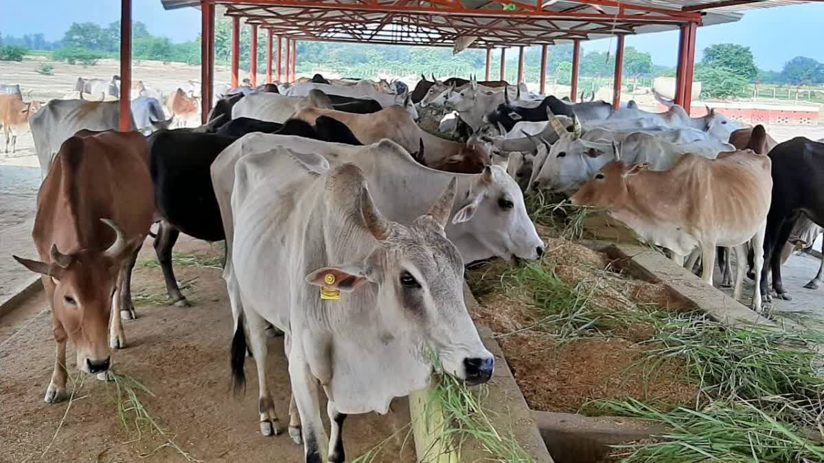 UP MINISTER SANJAY SINGH GANGWAR  COWS CURE CANCER BLOOD PRESSURE  LYING IN COWSHED CURE CANCER  സഞ്ജയ് സിങ് ഗാംഗ്‌വാർ