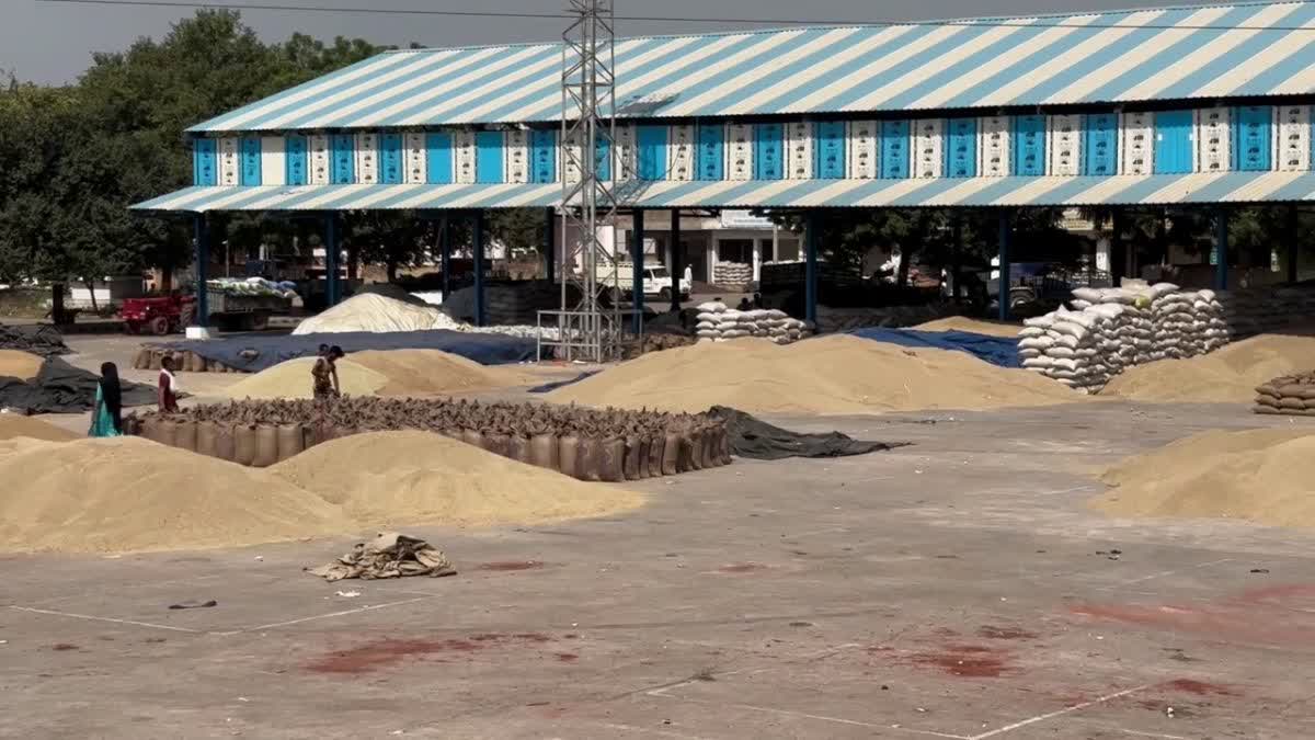 CHARKHI DADRI GRAIN MARKET