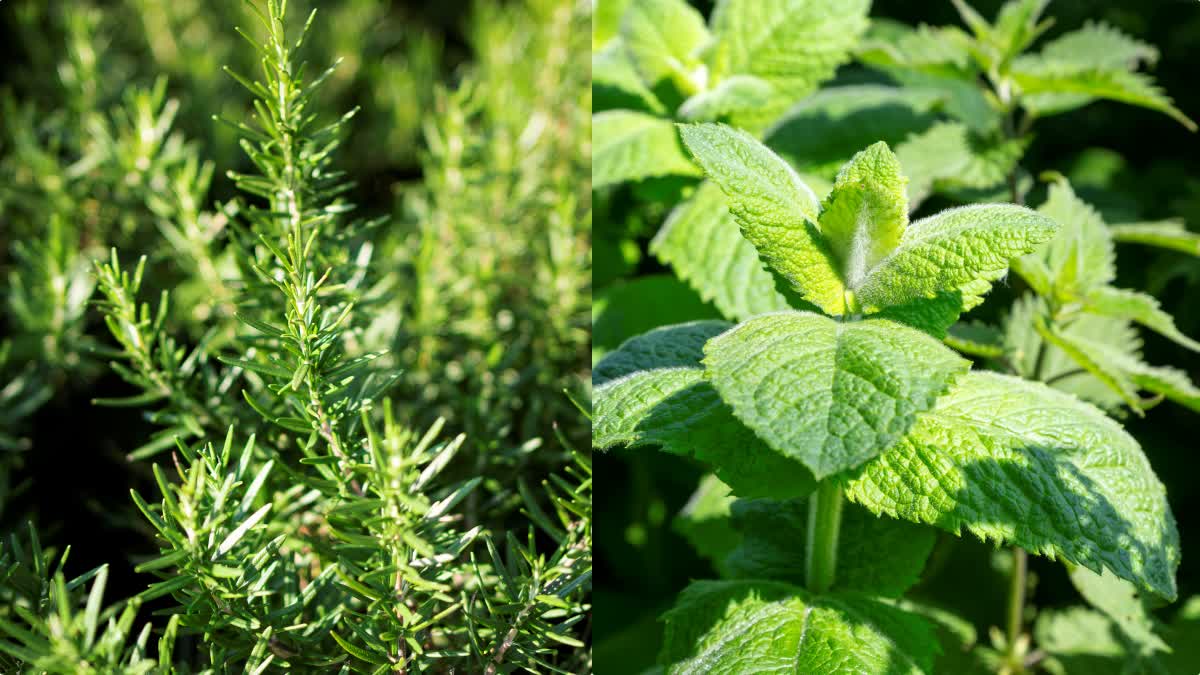 BEST MOSQUITO REPELLANT  PLANTS THAT REPEL MOSQUITOES  PLANTS TO GET RID OF MOSQUITOES  NATURAL WAYS TO GET RID OF MOSQUITO