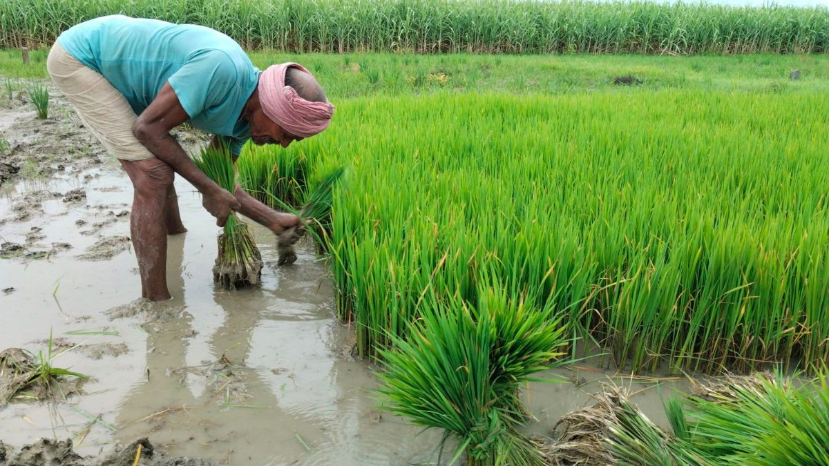 Rain In Bihar