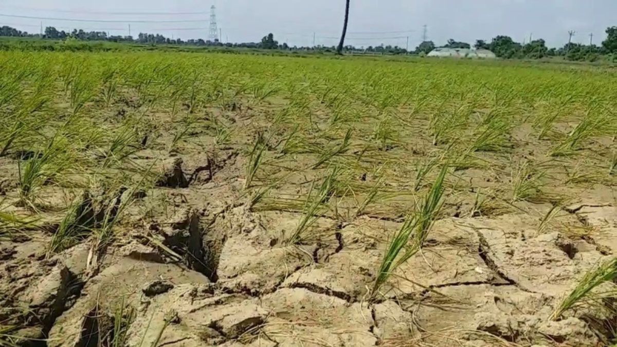 Rain In Bihar