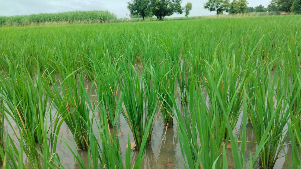 Rain In Bihar