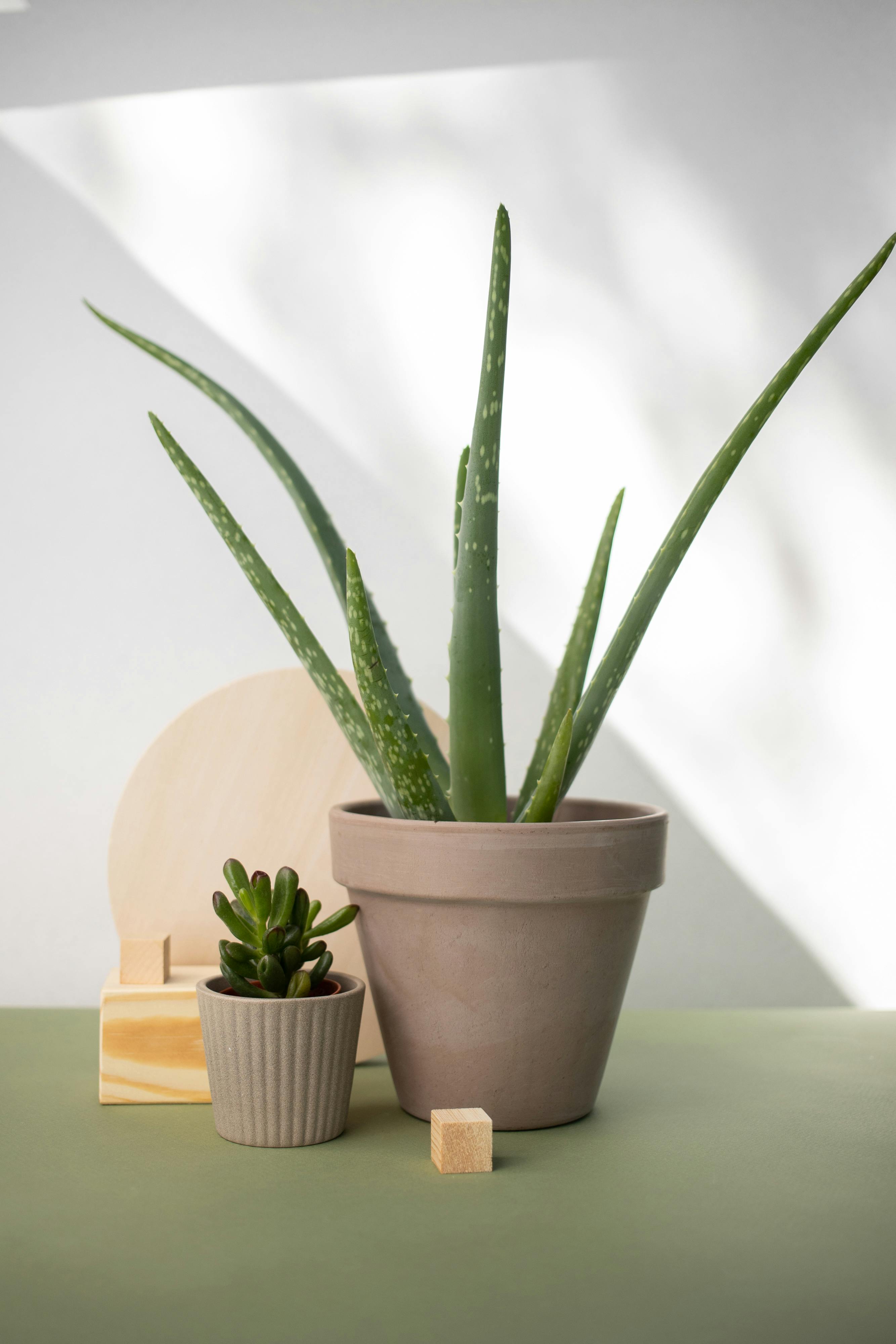 Aloe Vera And Vastu Shastra