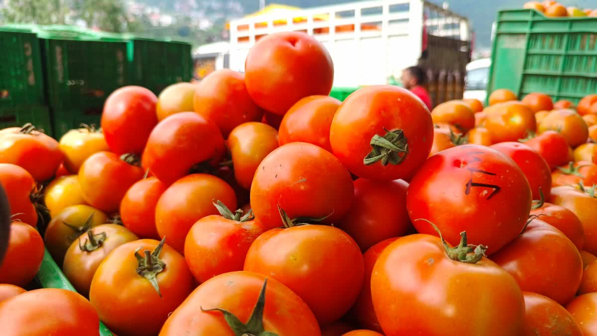 Tomato scored a century the budget went bankrupt before Diwali