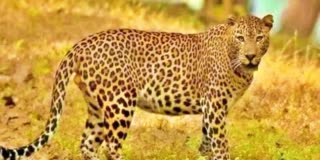 leopard_roaming_in_anantapur_district