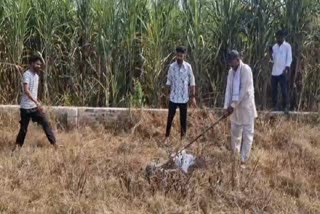 CROCODILE IN ROORKEE COLONY