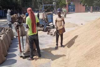 Procurement of Paddy and Millet