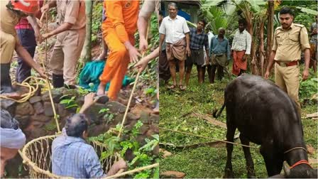 MAN STUCK IN WELL AT THEKKUMKUTTI  YOUNG MAN AND CALF STUCK IN WELL  യുവാവ് കിണറ്റിൽ കുടുങ്ങി  കിണറ്റില്‍ വീണ യുവാവ് രക്ഷപ്പെട്ടു