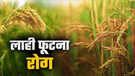 SHAHDOL PADDY CROP FALSE SMUT