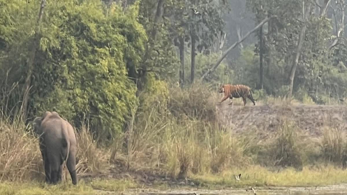 Bandhavgarh Tiger Reserve