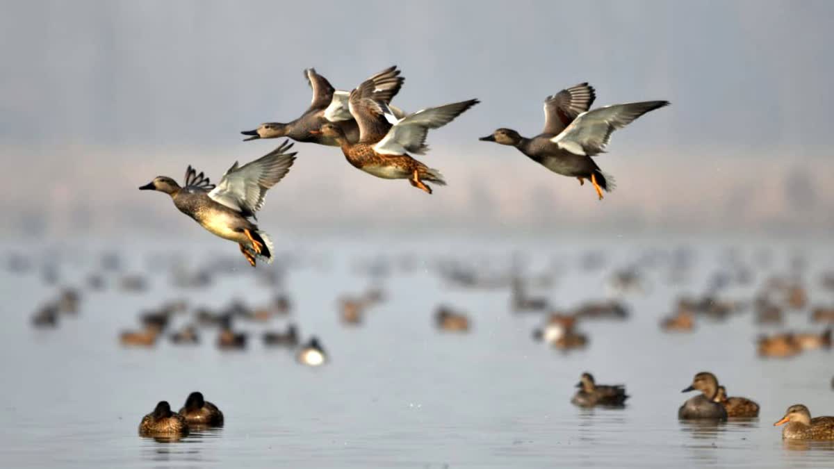 Bird camp in Jammu and Kashmir