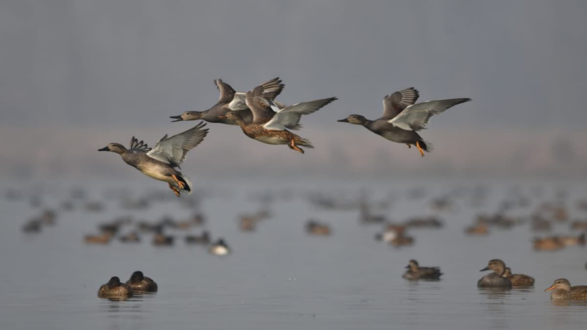 kashmir-continues-to-welcome-birds-from-european-and-western-countries