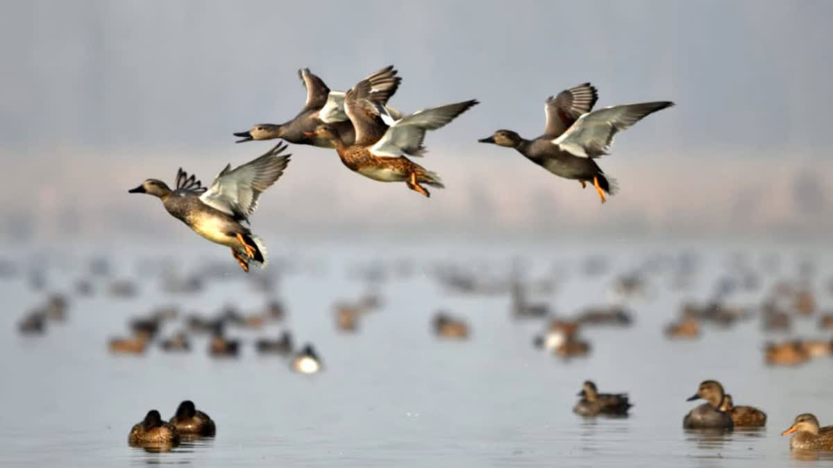 MIGRATORY BIRDS GATHER IN THE WETLANDS OF JAMMU AND KASHMIR ATTRACTING TOURISTS
