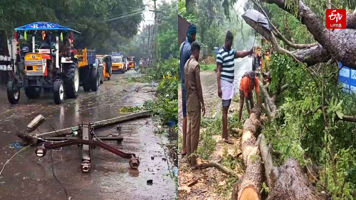 மயிலாடுதுறையில் கனமழையில் வேறோடு சாய்ந்து விழுந்த புளியமரம்