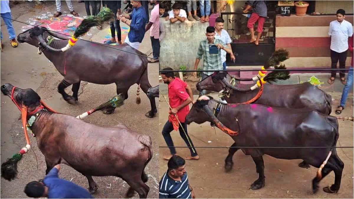 ಎಮ್ಮೆಗಳ ಓಟ