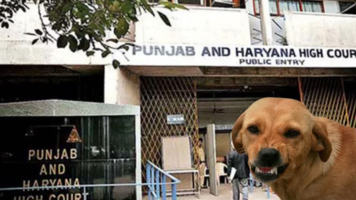 IF BITTEN BY A STRAY DOG ADMINISTRATION WILL HAVE TO PAY RS 1 LAKH COMPENSATION ORDERS OF PUNJAB HARYANA HIGH COURT