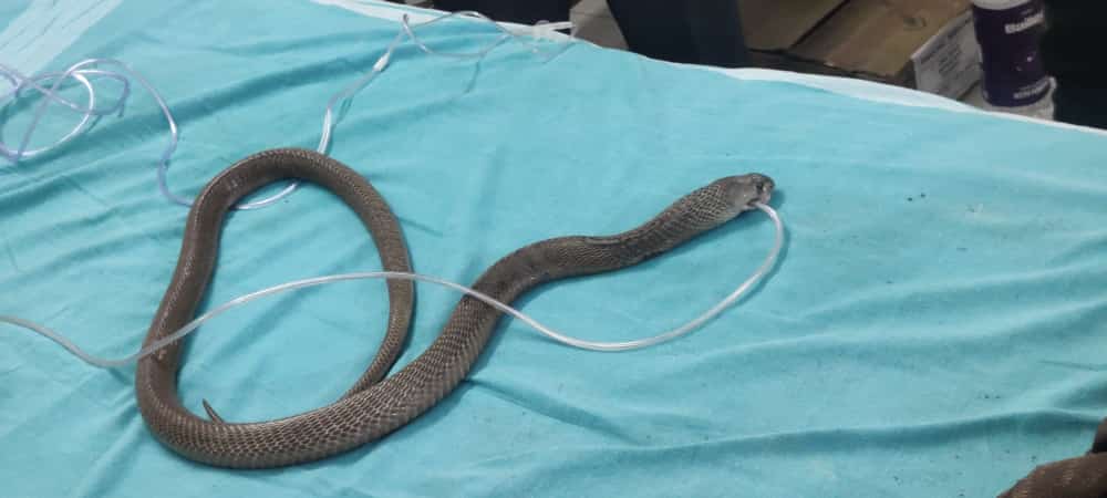cobra-rescued-in-raichuru