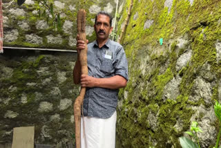 Farmer Cultivated Big Tapioca Idukki  6 feet tapioca  idukki farner shaji  tapioca  four kg tapioca idukki  ആറടി നീളമുള്ള കപ്പ  കപ്പ  ഇടുക്കി ഷാജിയുടെ തോട്ടത്തിൽ വിളഞ്ഞ കപ്പ  നാല് കിലോയുടെ കപ്പ  ഭീമൻ കപ്പ